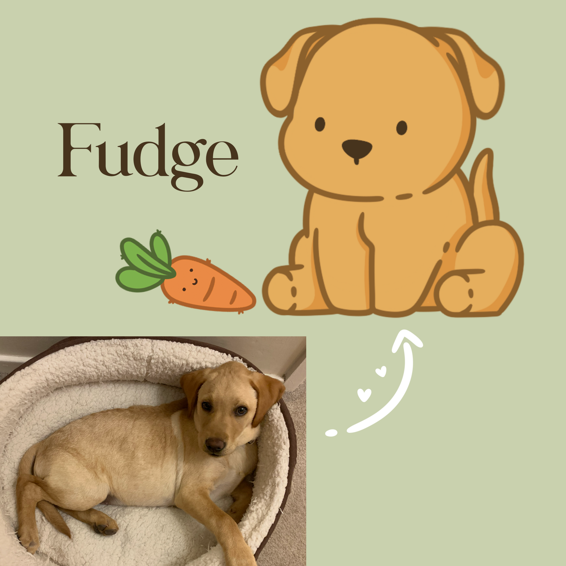 a real Labrador photo being turned into a cartoon for a pet portrait.